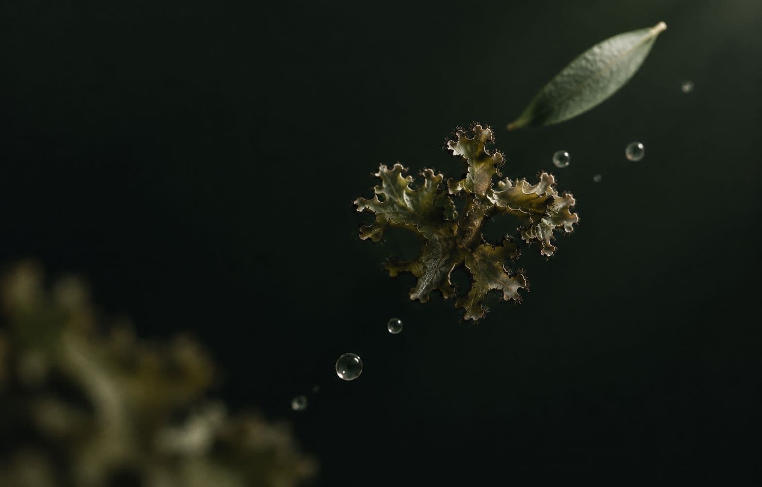 Botanical ingredients